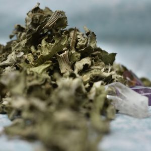 Artichaut (Cynara scolymus)