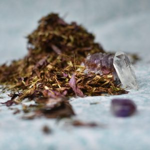 Echinacée pourpre (Echinaceae purpurea)