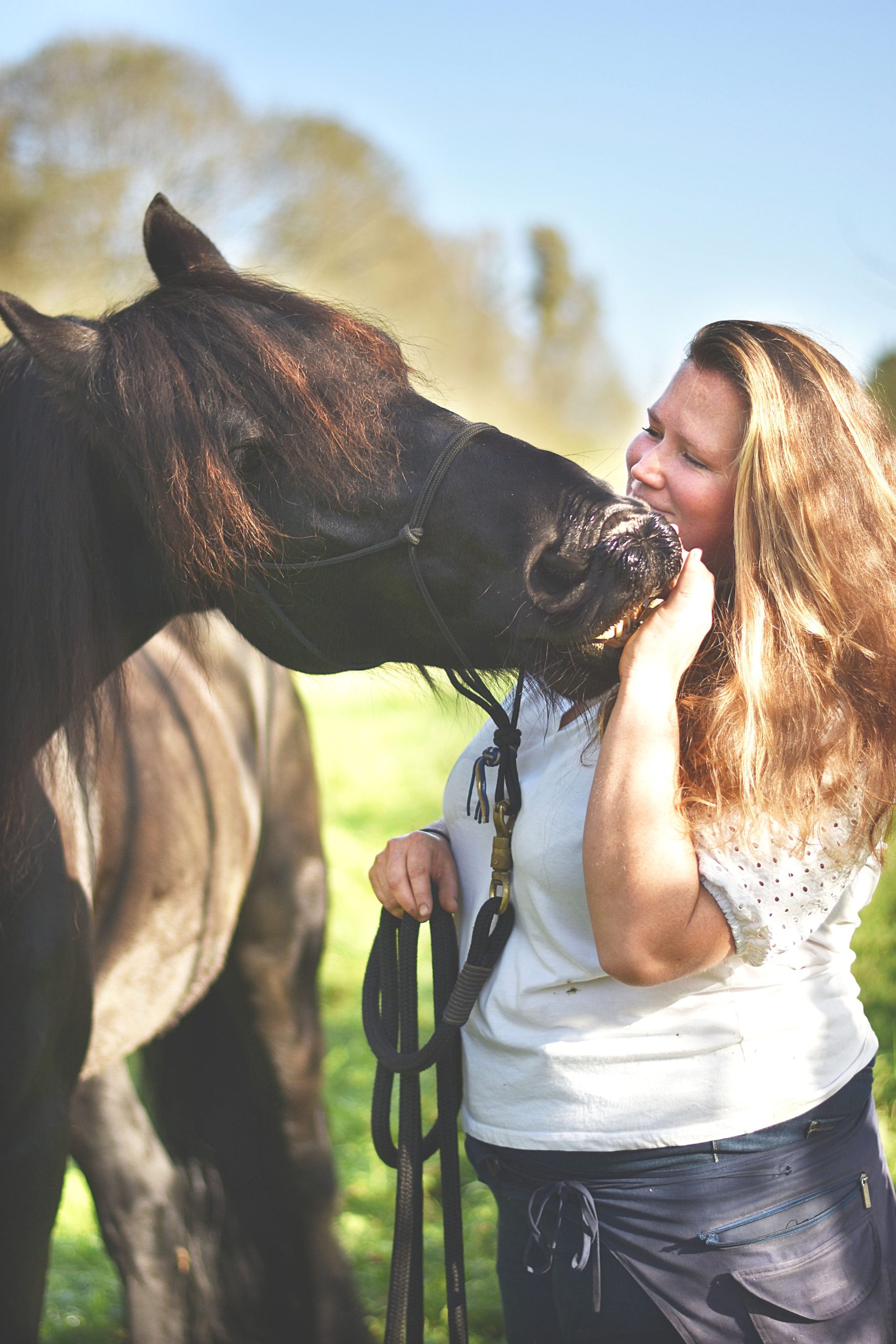 phytothérapie équine