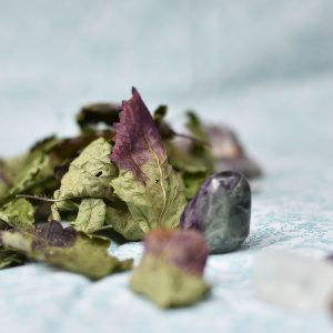 Mélisse (Melissa officinalis)