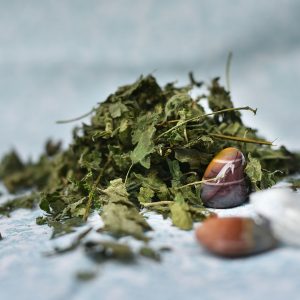 Orties (Urtica dioïca)