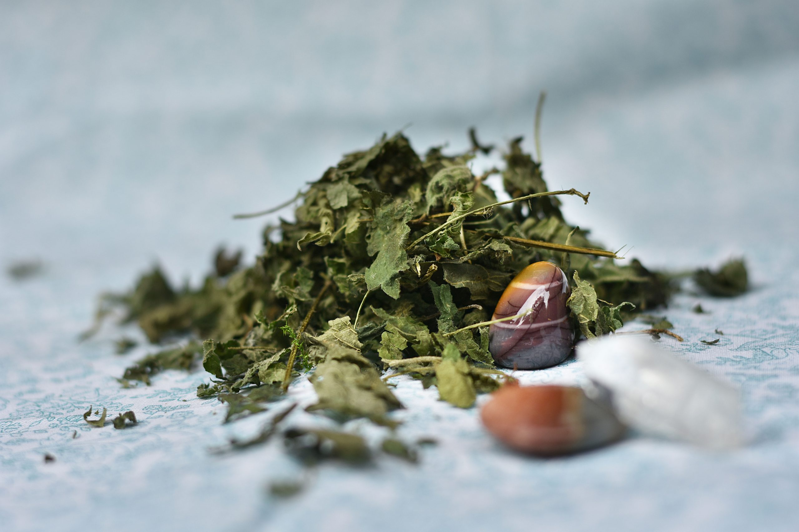 Orties (Urtica dioïca)