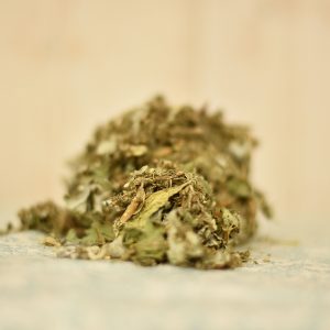 Chardon marie (Silybum marianum)
